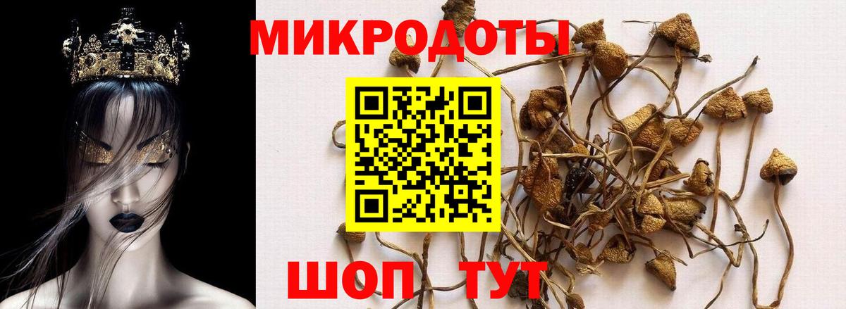 Богданович  Галлюциногенные грибы Psilocybe  купить наркоту  Вход с VPN  Галлюциногенные грибы Cubensis 